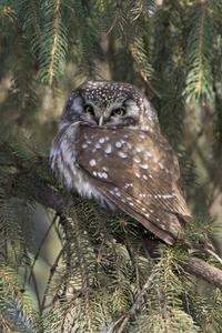 Boreal Owl