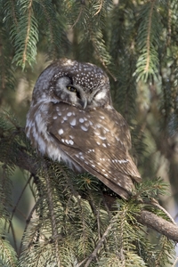 Boreal Owl