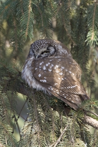 Boreal Owl