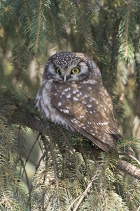 Boreal Owl