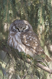 Boreal Owl
