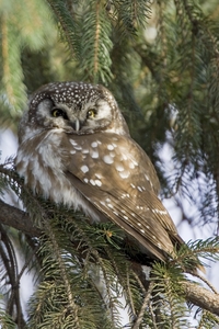 Boreal Owl