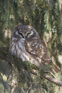 Boreal Owl