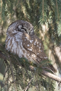 Boreal Owl