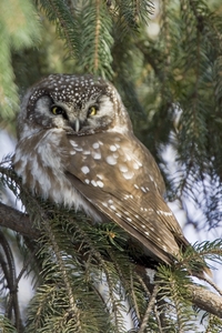 Boreal Owl