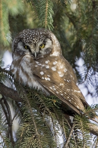 Boreal Owl