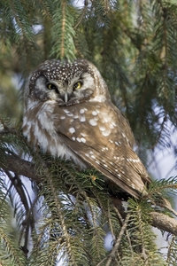 Boreal Owl