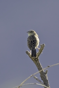Botteris Sparrow