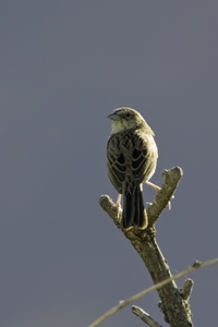 Botteris Sparrow