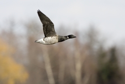 Brant