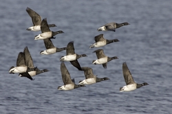Brant
