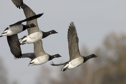 Brant