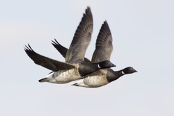 Brant