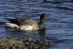 Brant