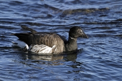 Brant