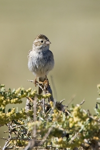 Brewers Sparrow