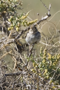 Brewers Sparrow