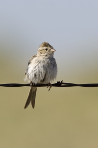 Brewers Sparrow