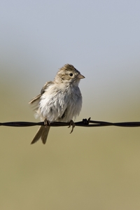 Brewers Sparrow