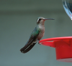 Broad-billed Hummingbird