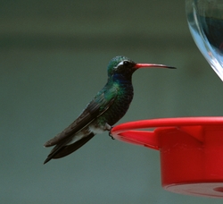 Broad-billed Hummingbird
