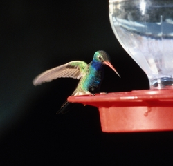 Broad-billed Hummingbird