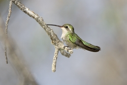 Broad-billed Hummingbird