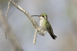 Broad-billed Hummingbird