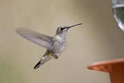 Broad-tailed Hummingbird