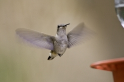 Broad-tailed Hummingbird