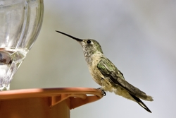 Broad-tailed Hummingbird
