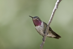 Broad-tailed Hummingbird