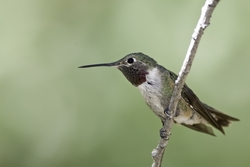 Broad-tailed Hummingbird