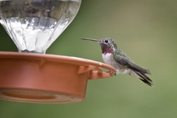 Broad-tailed Hummingbird