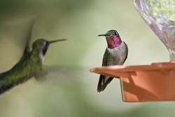 Broad-tailed Hummingbird