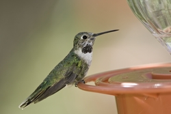 Broad-tailed Hummingbird