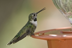 Broad-tailed Hummingbird