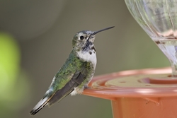 Broad-tailed Hummingbird