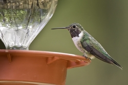 Broad-tailed Hummingbird