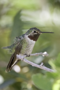 Broad-tailed Hummingbird