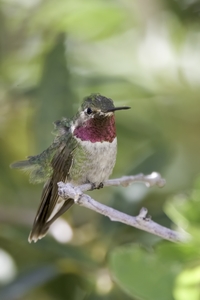 Broad-tailed Hummingbird