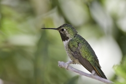 Broad-tailed Hummingbird