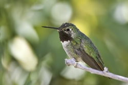 Broad-tailed Hummingbird