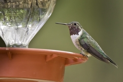 Broad-tailed Hummingbird
