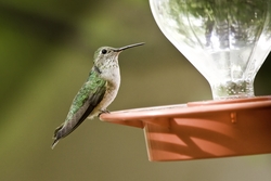 Broad-tailed Hummingbird