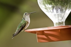 Broad-tailed Hummingbird