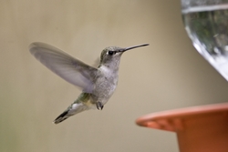 Broad-tailed Hummingbird