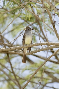 Brown-crested Flycatcher