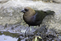 Brown-headed Cowbird