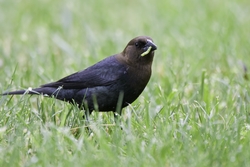 Brown-headed Cowbird